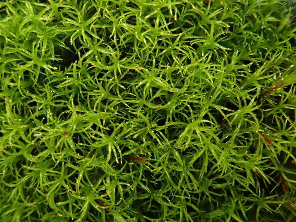 Mougeot's Yoke-moss