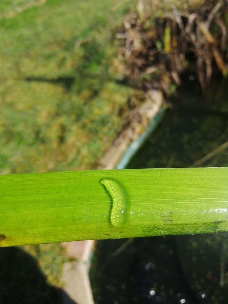 Wandering Snail