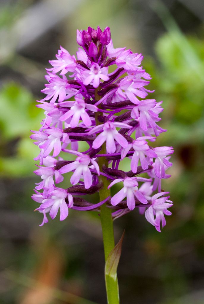 Pyramidal Orchid