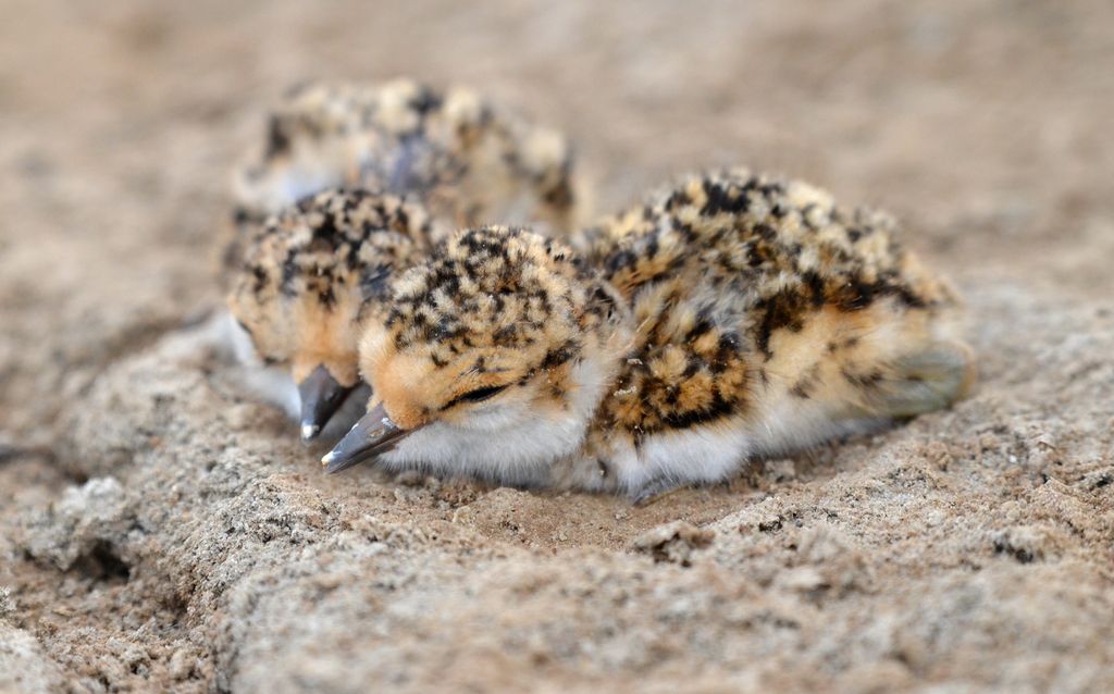 Kentish Plover