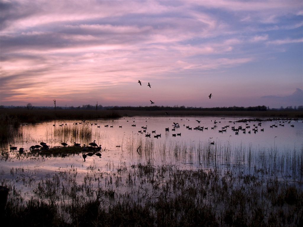 Strumpshaw Fen