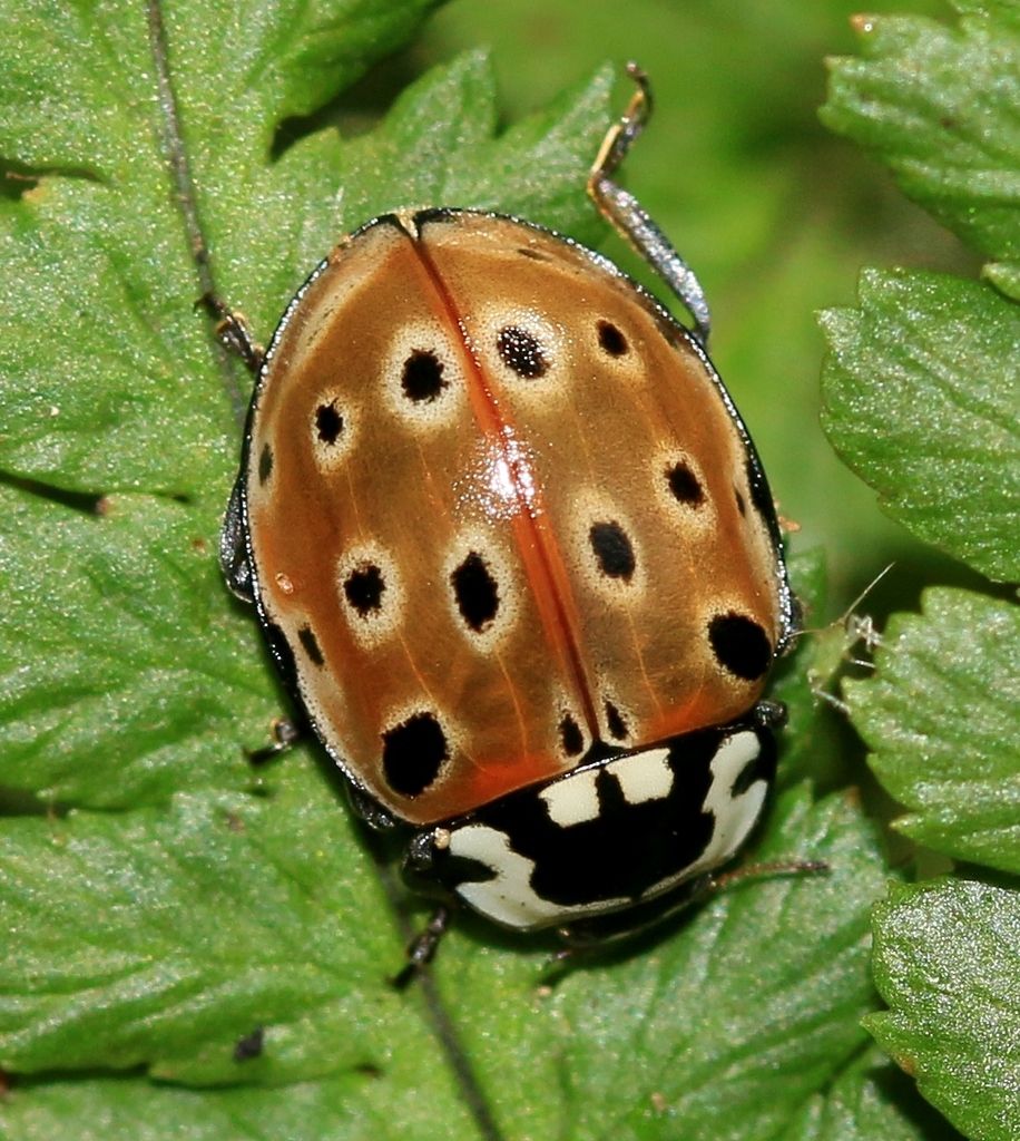 Eyed Ladybird