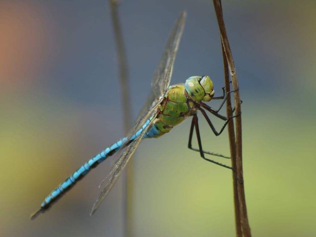 Emperor Dragonfly