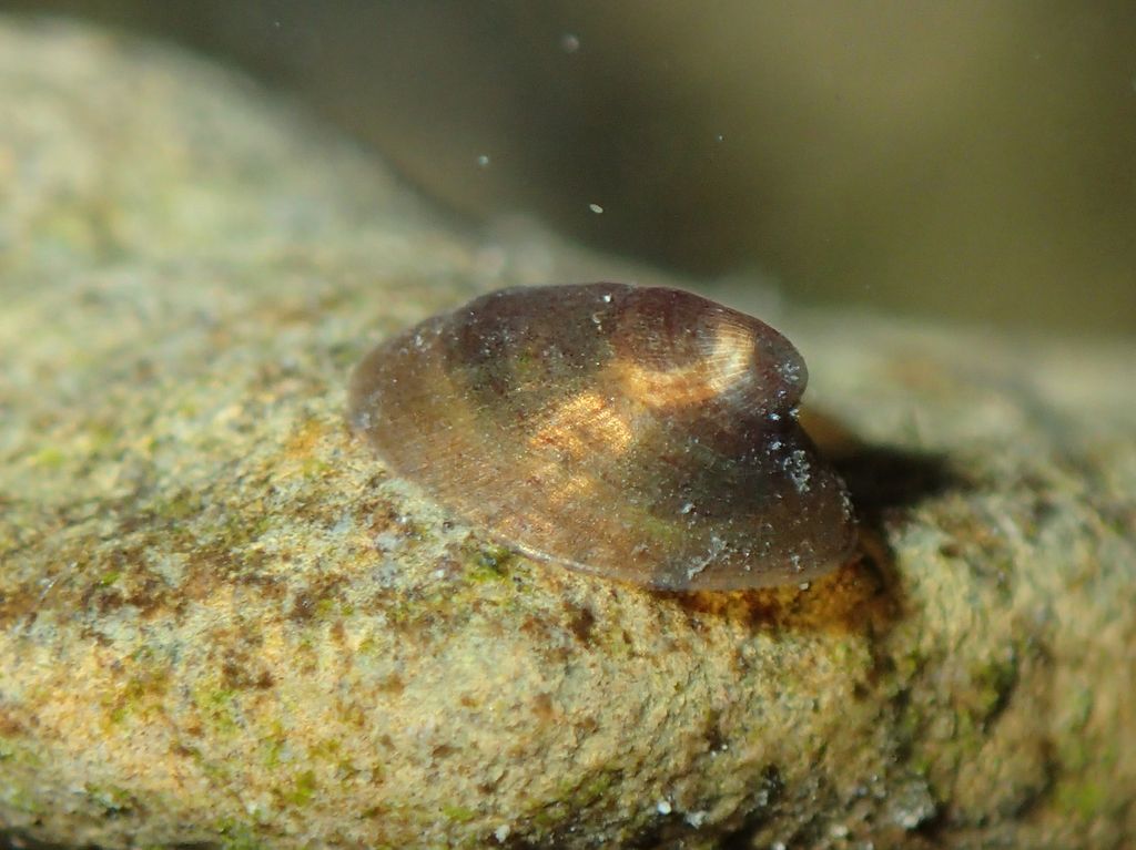 River limpets