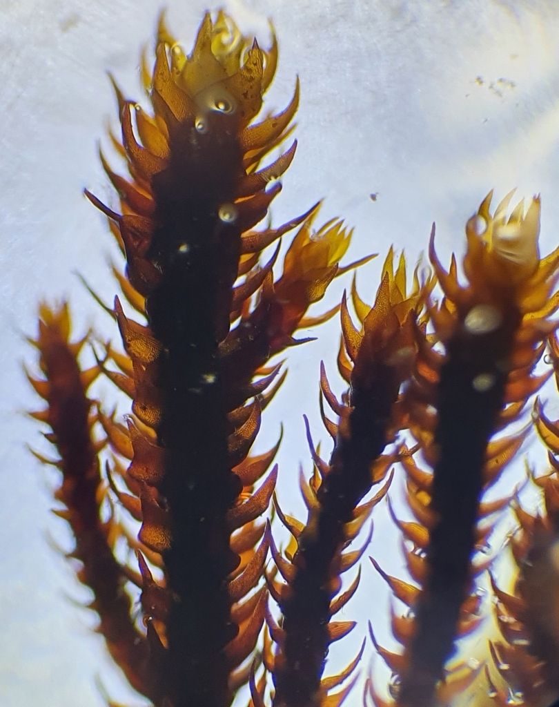 Black Rock-moss