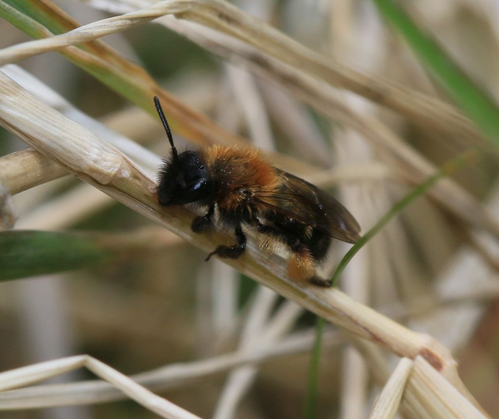 Gwynne's Mining Bee