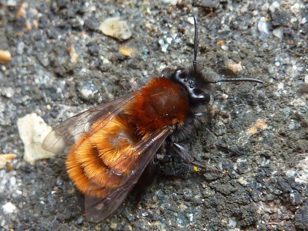 Tawny Mining Bee