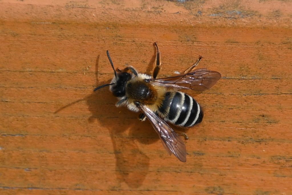 White-bellied Mining Bee