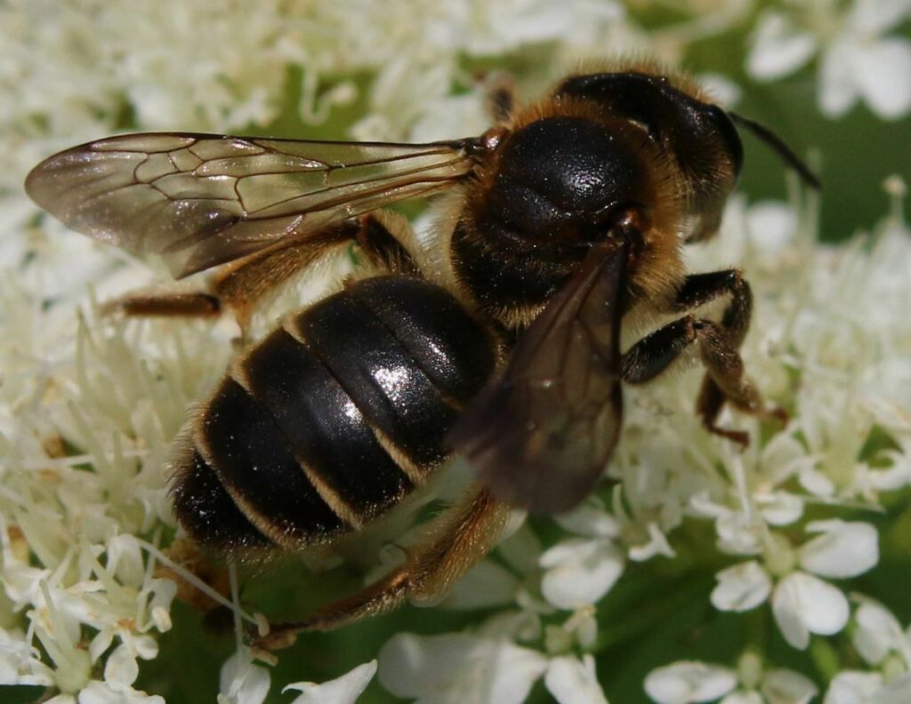 Large Meadow Mining Bee