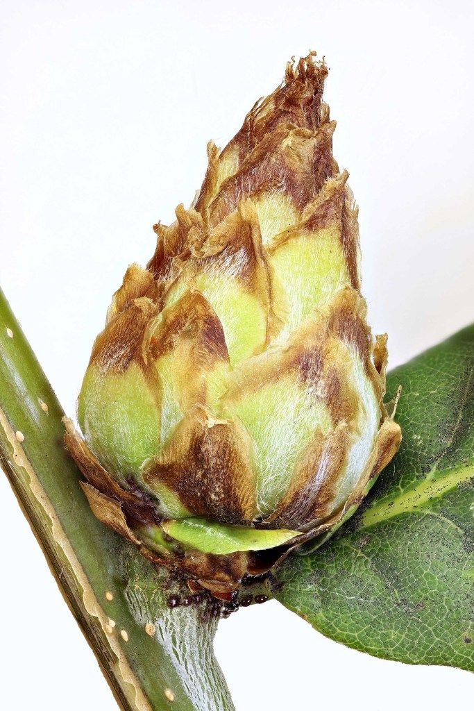 Artichoke Gall