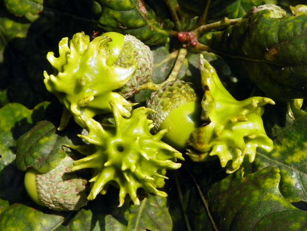 Knopper Gall