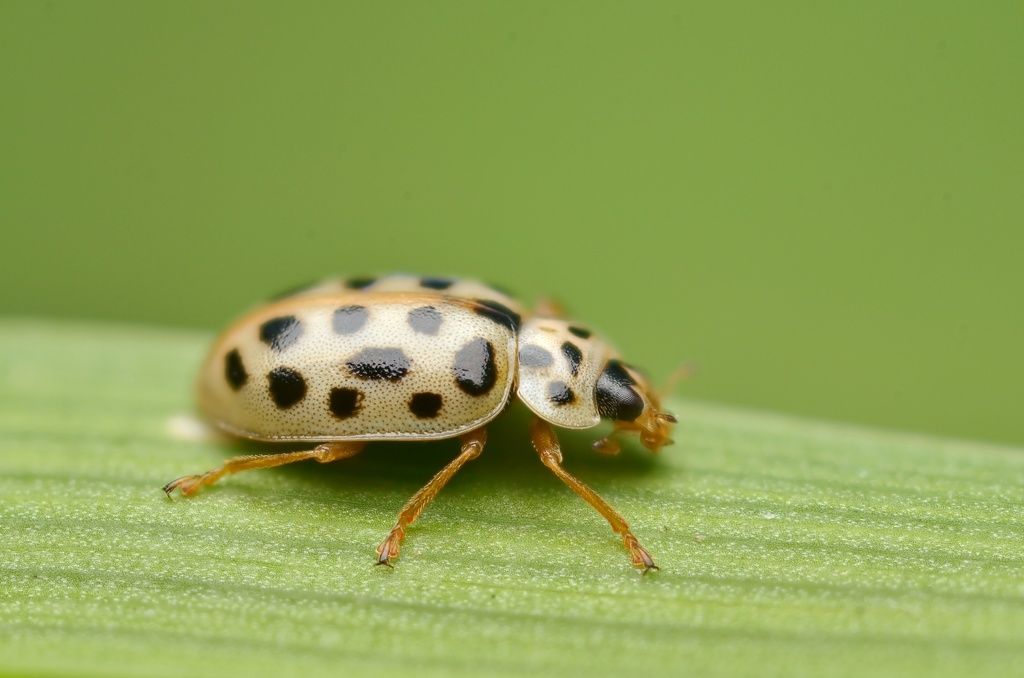 Water Ladybird