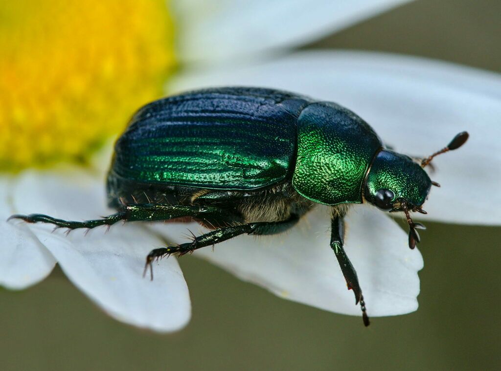 Dune Chafer