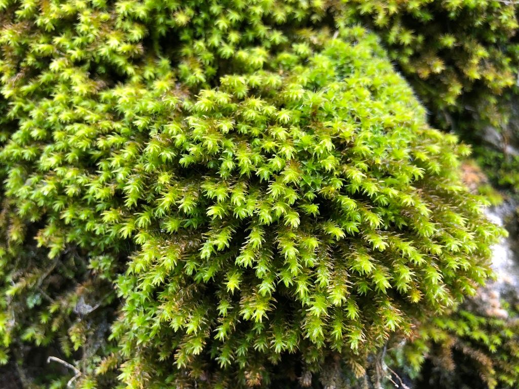 Rambling Tail-moss