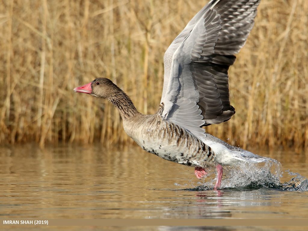 Graylag Goose