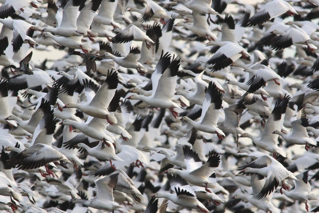 Snow Goose
