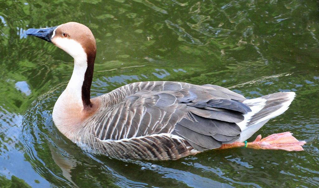 Swan Goose