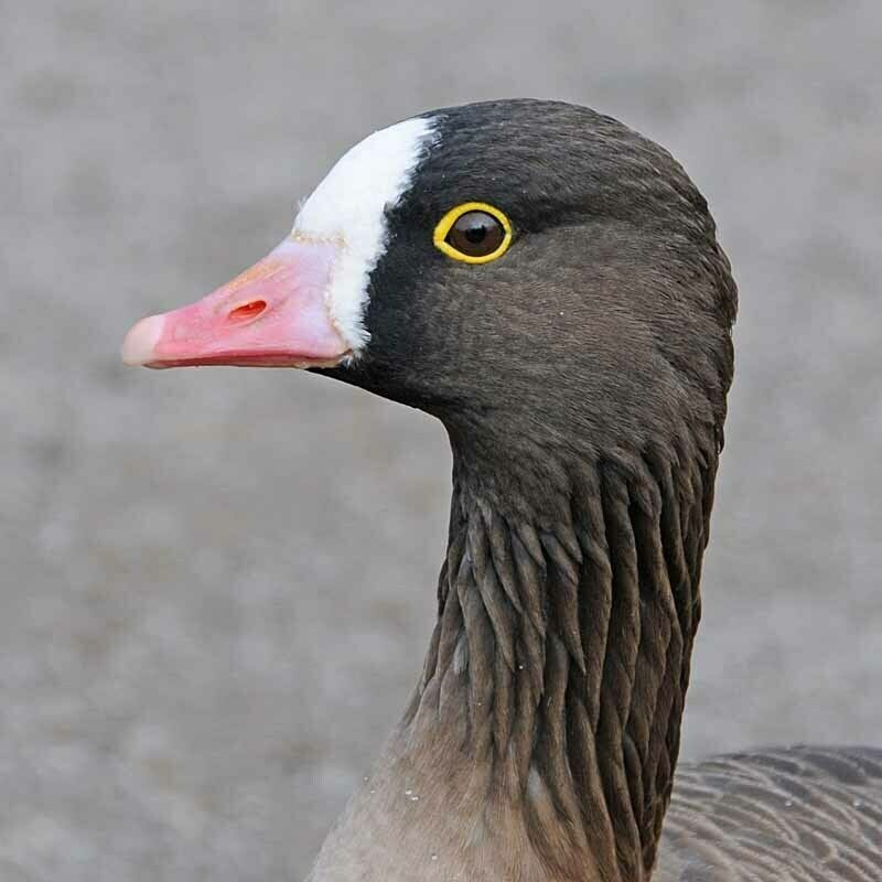 Lesser White-fronted Goose