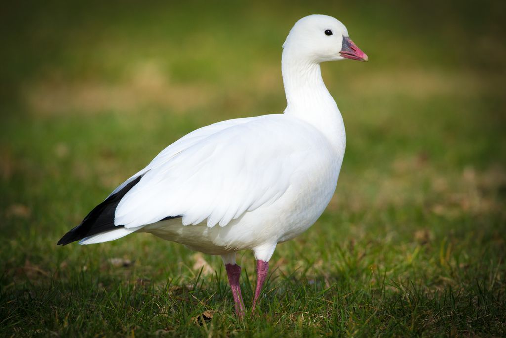 Ross's Goose