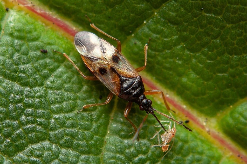 Common Flower Bug
