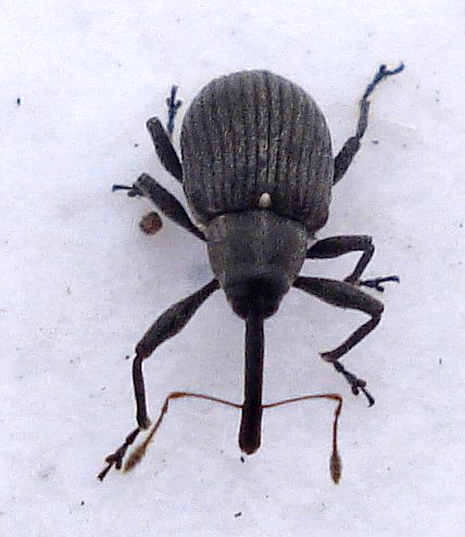 Strawberry-blossom Weevil
