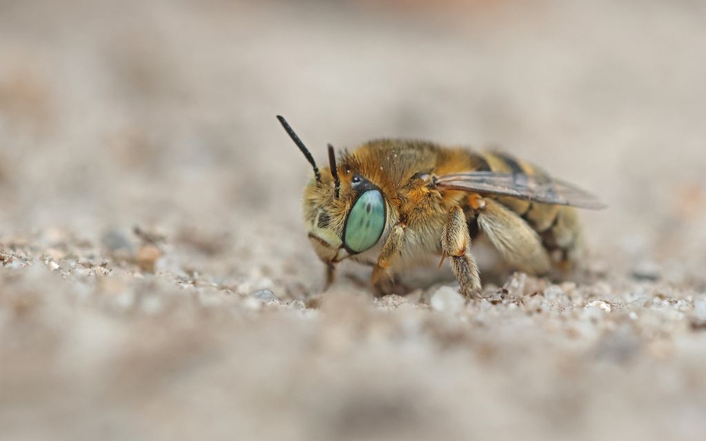 Green-eyed Flower Bee