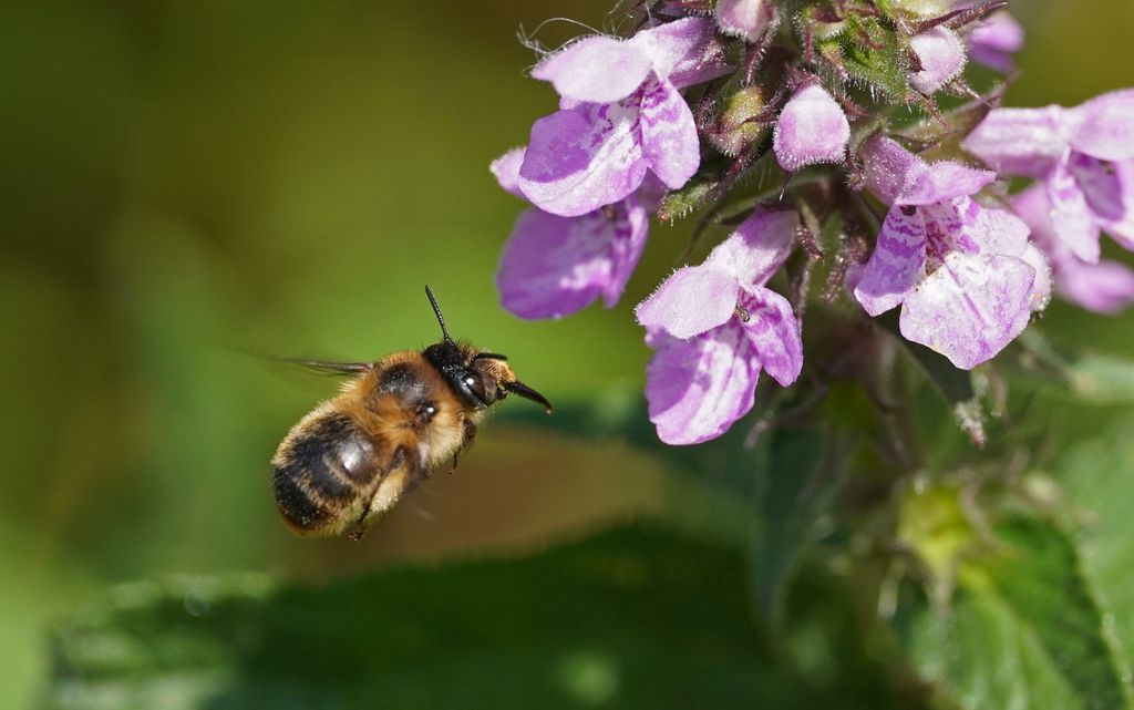 Fork-tailed Flower Bee