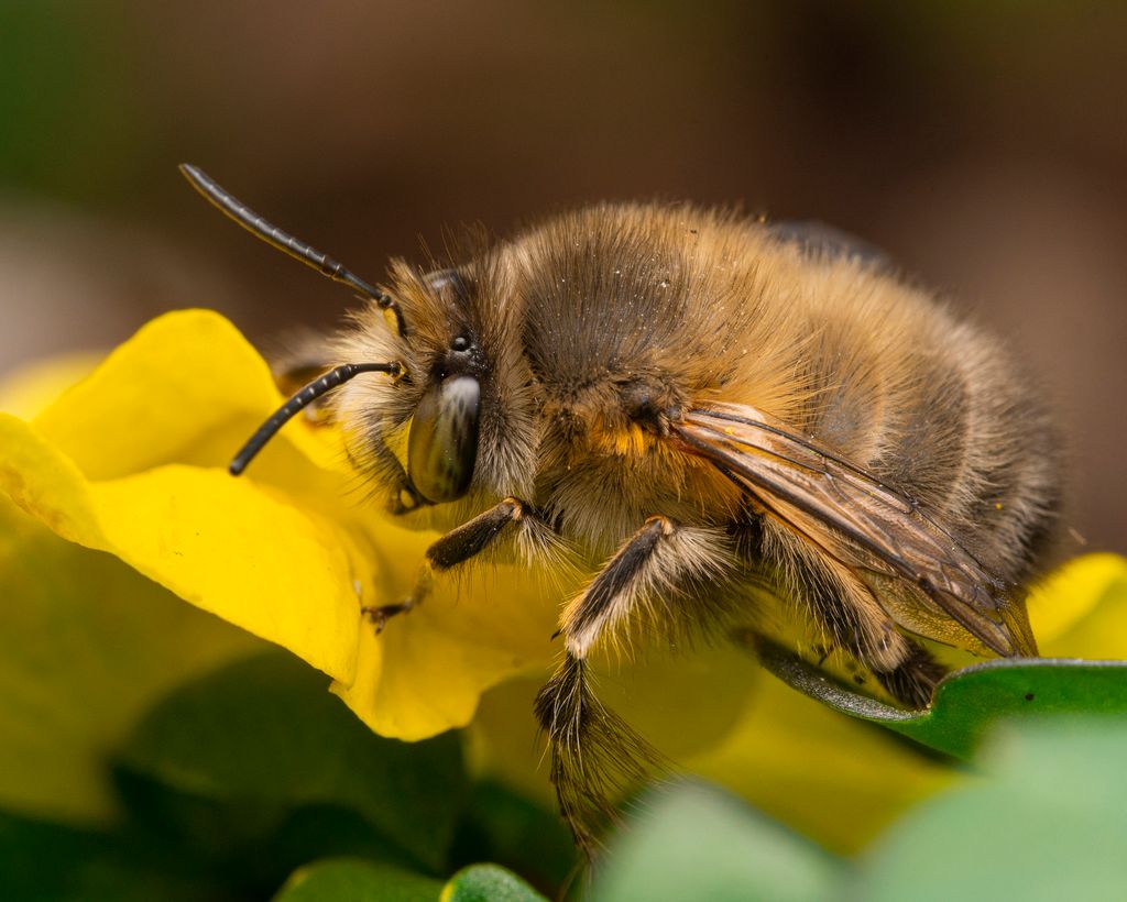 Hairy-footed Flower Bee