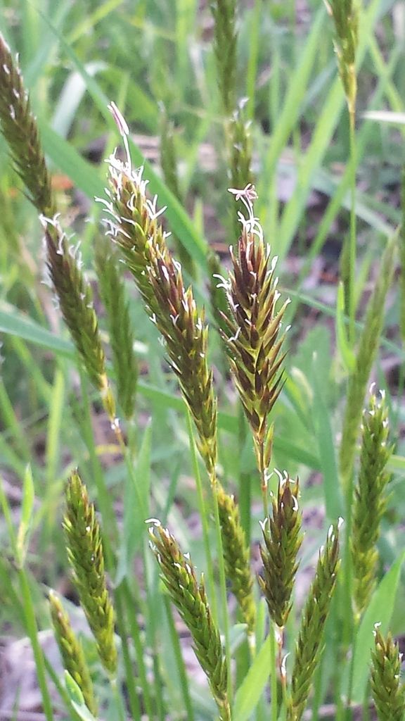 Sweet Vernal-grass