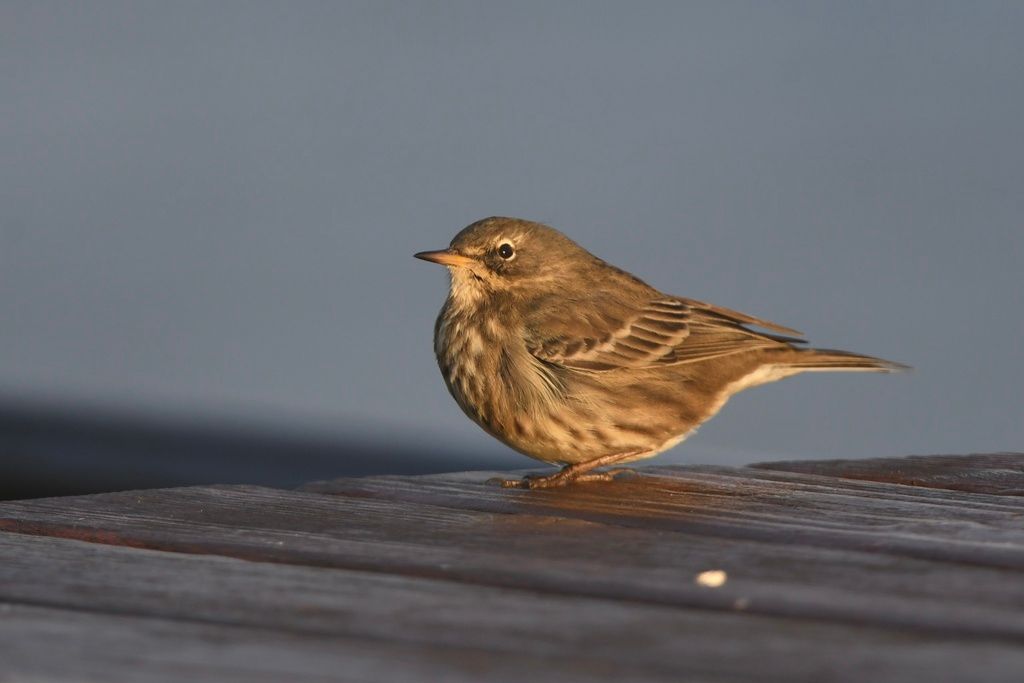 Rock Pipit