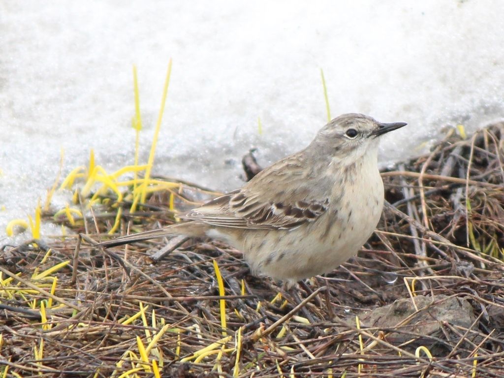 Water Pipit