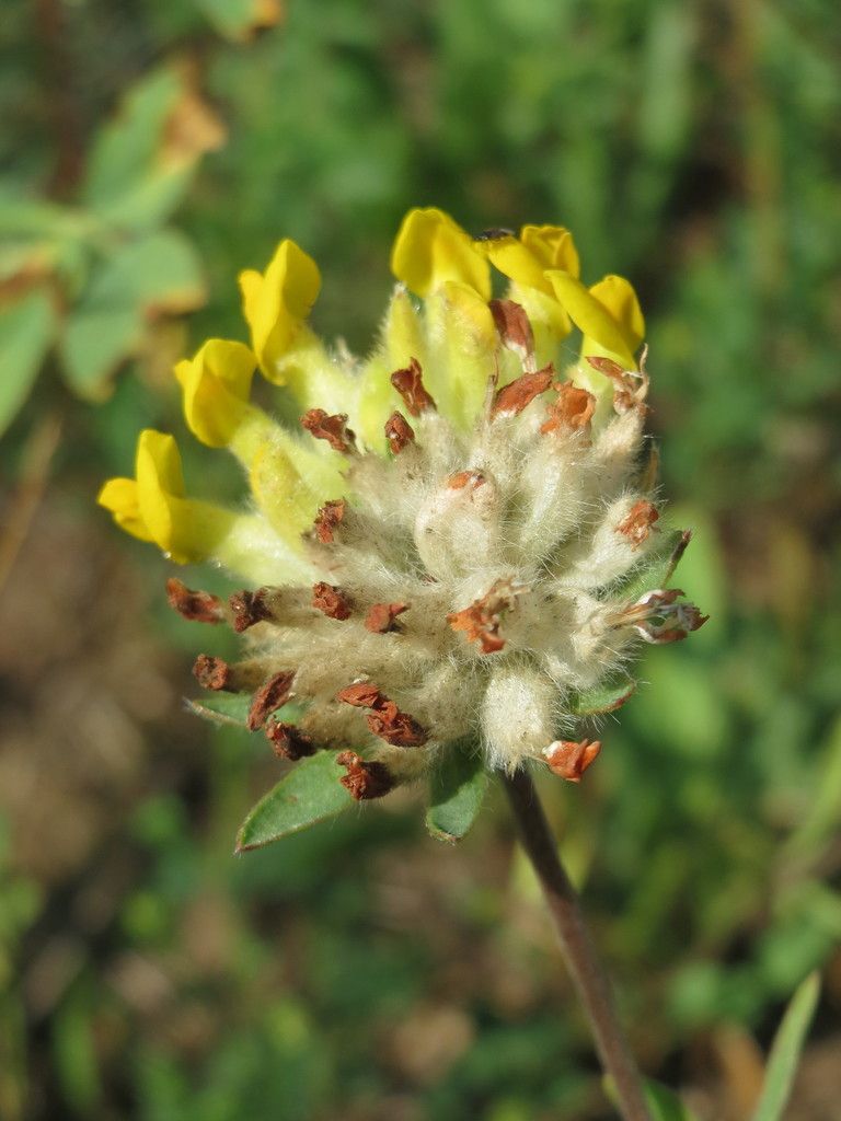 Kidney Vetch
