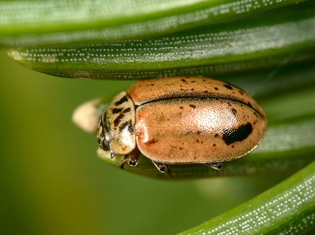 Larch Ladybird