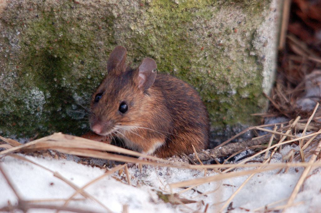 Yellow-necked Mouse