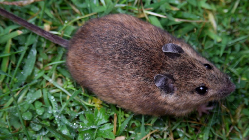Wood Mouse