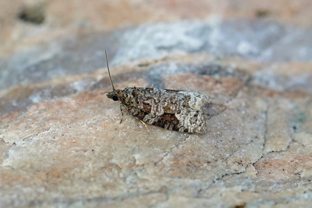 Short-barred Marble