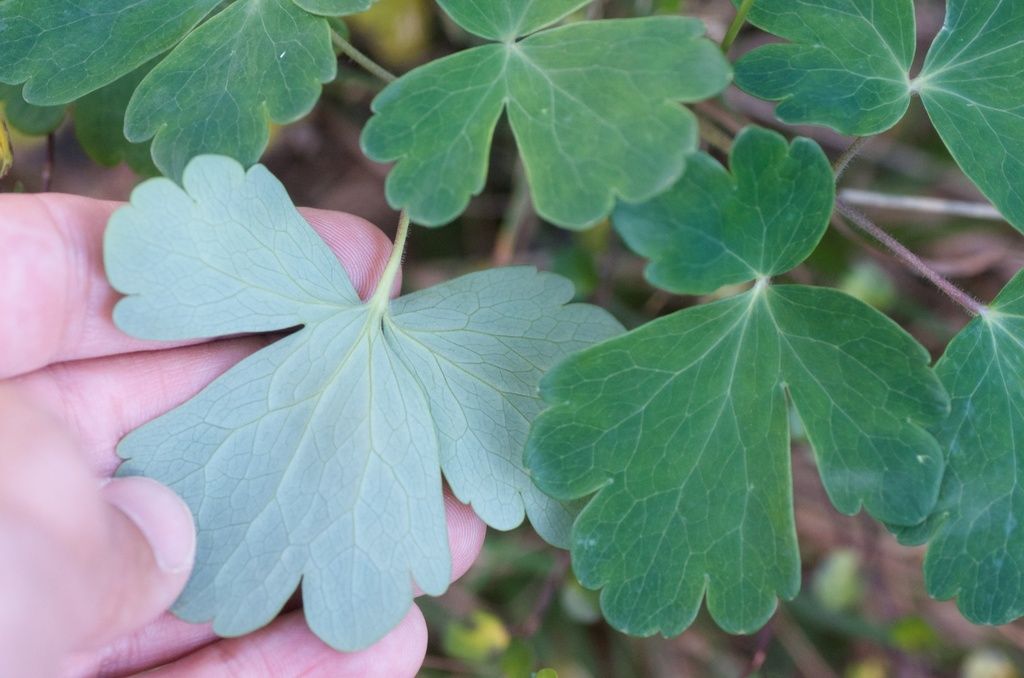Columbine
