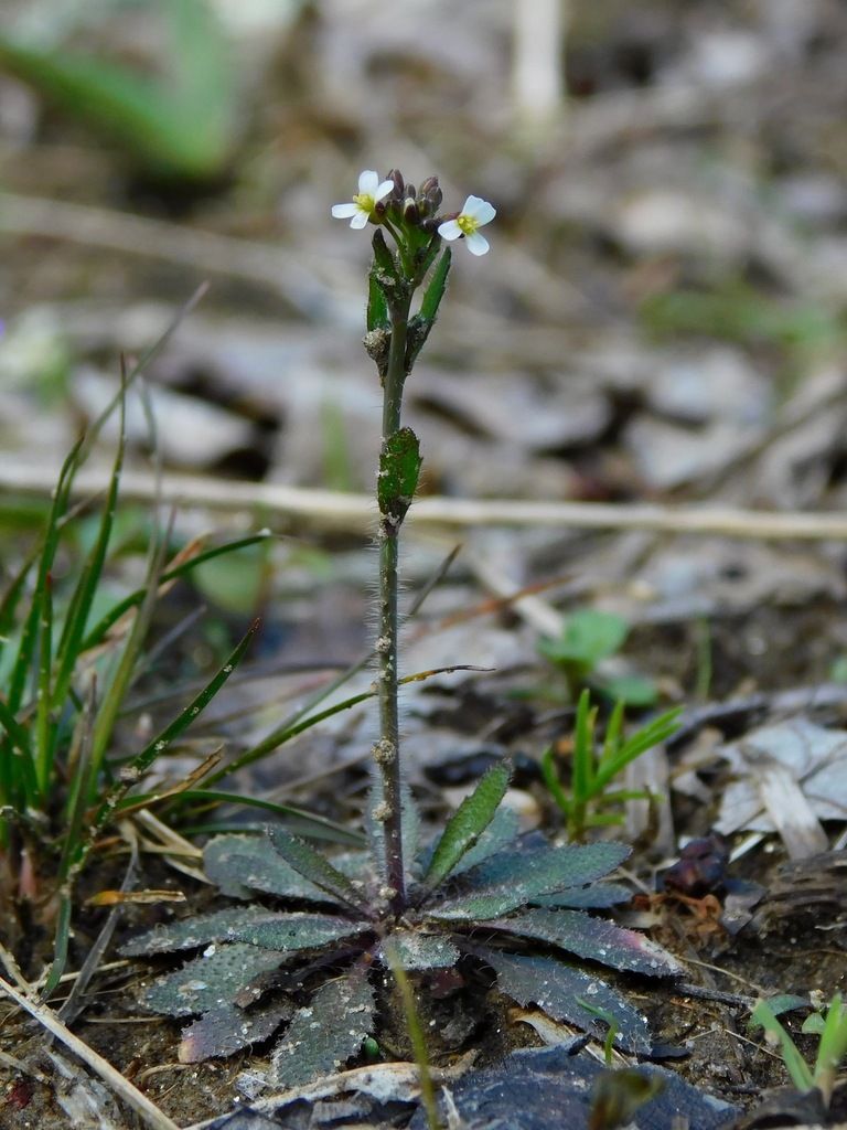Thale Cress