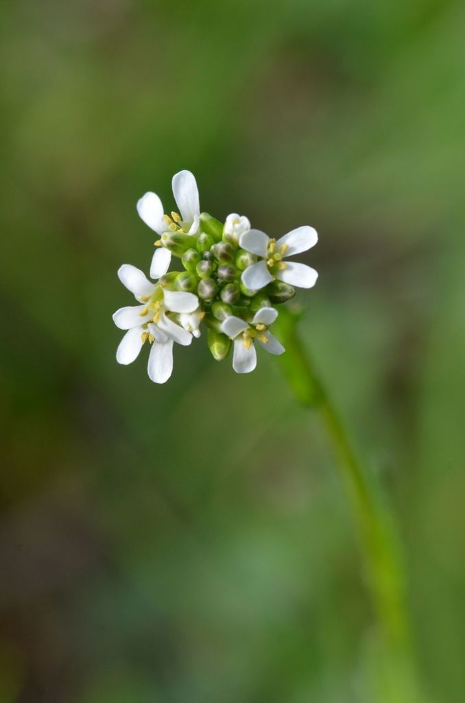 Hairy Rock-cress