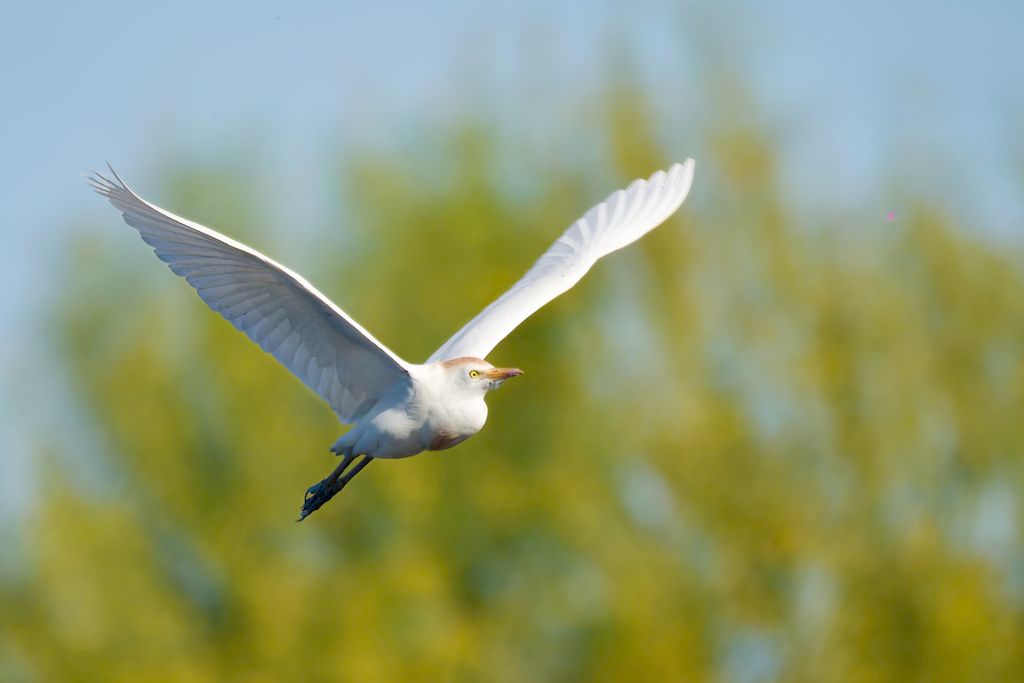 Western Cattle-Egret