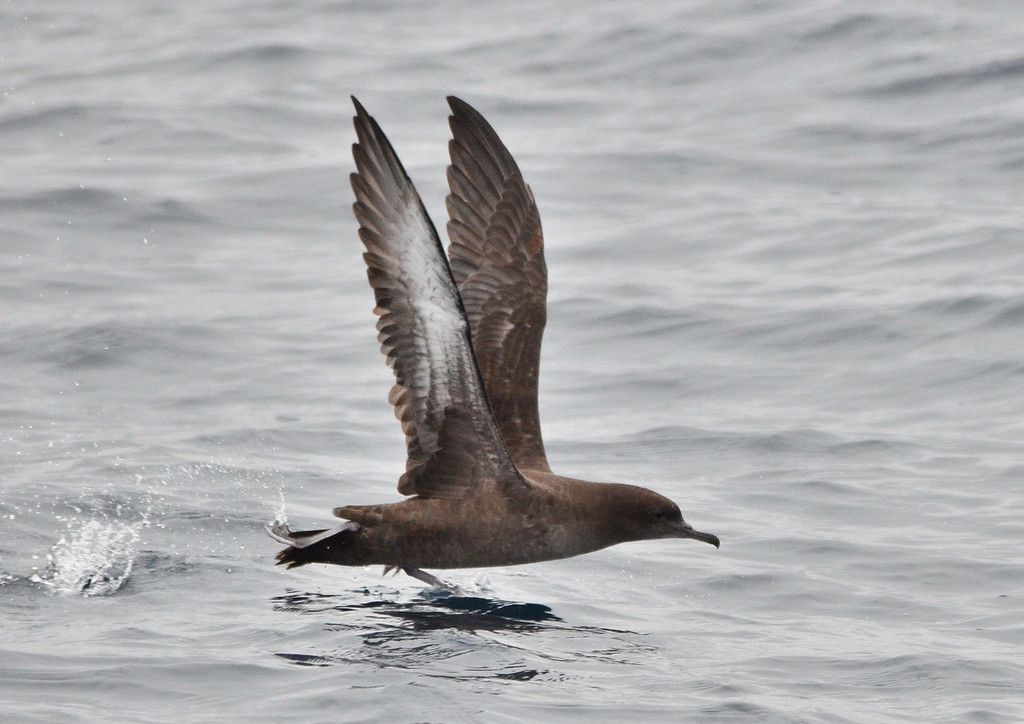 Sooty Shearwater