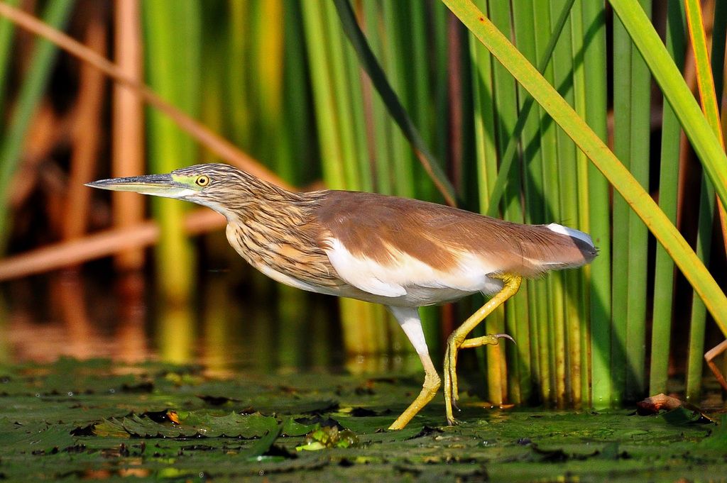 Squacco Heron