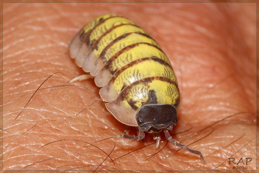 Common Pill Woodlouse
