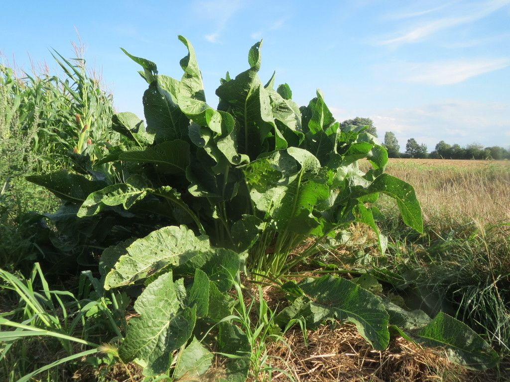 Horse-radish