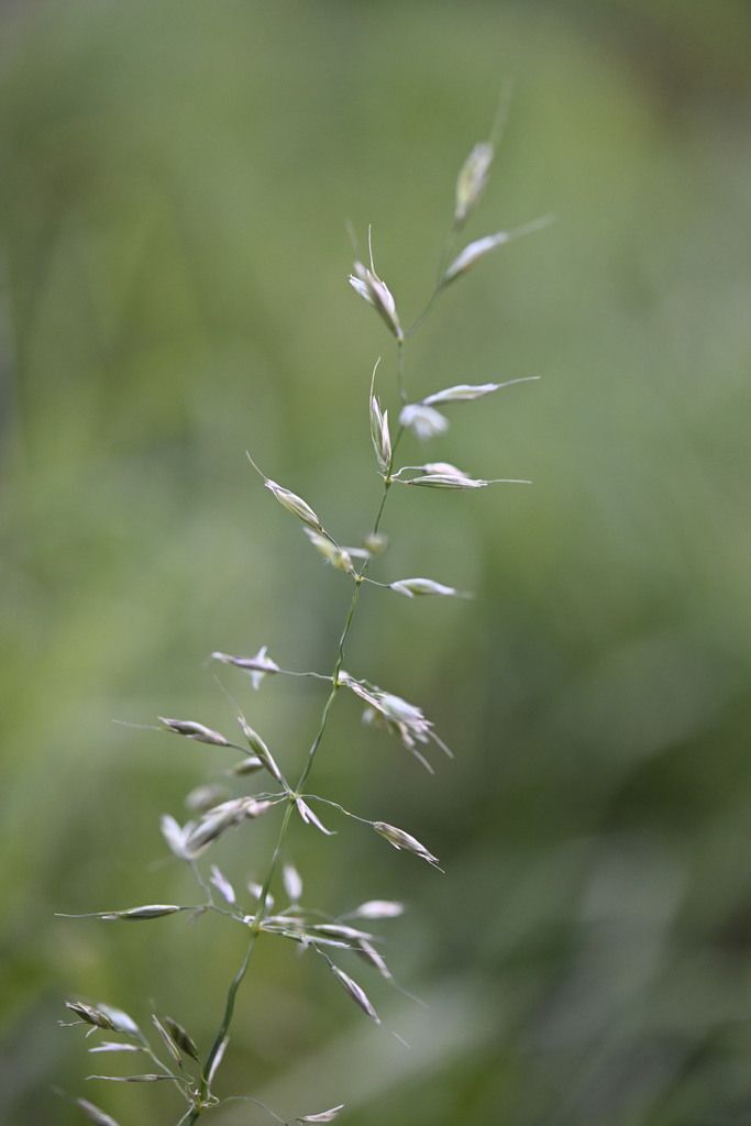 False Oat-grass