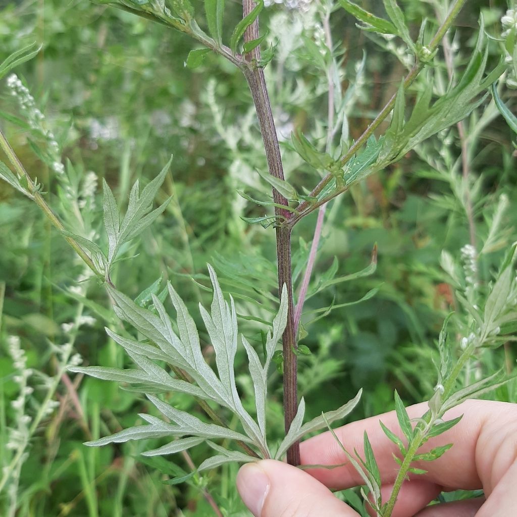 Mugwort
