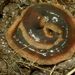 New Zealand Flatworm