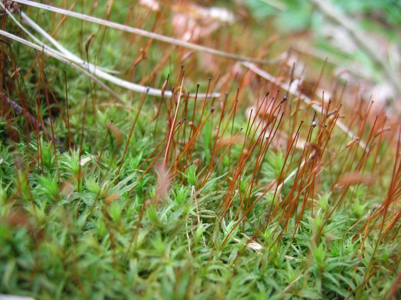 Common Smoothcap
