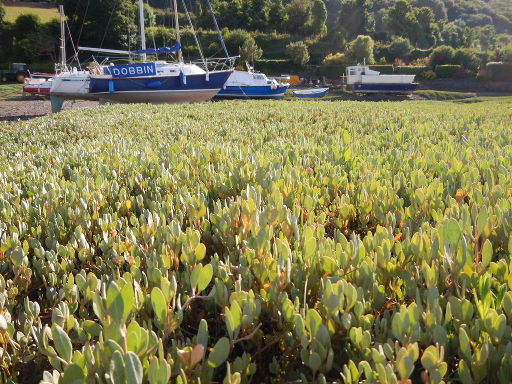 Sea-purslane