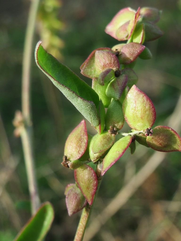 Spear-leaved Orache